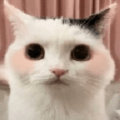 猫猫养成模拟器完整版下载