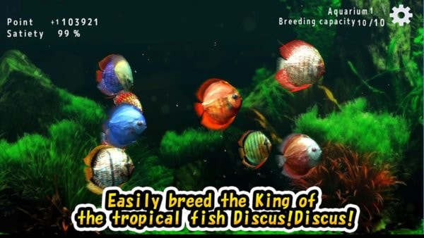 热带鱼水族馆(discus)0